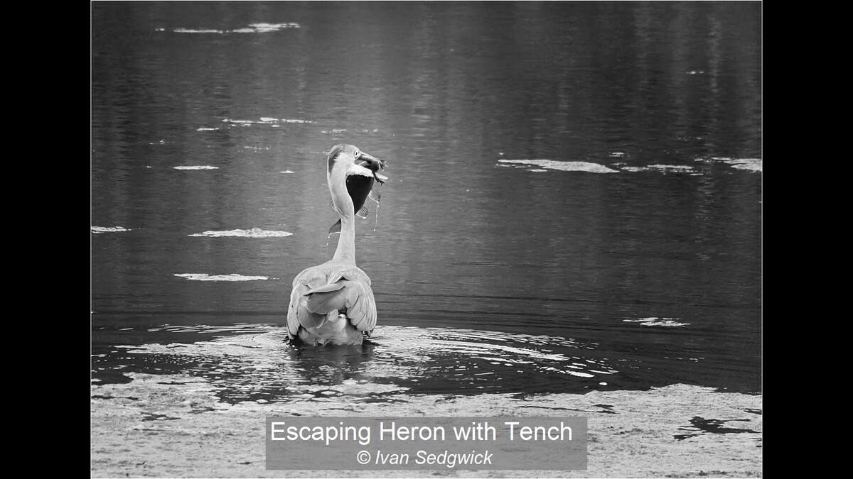 Escaping Heron with Tench
